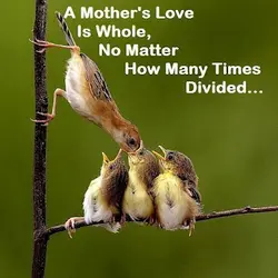 A mother's love is whole, no matter how many times divided