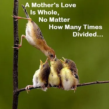 A mother's love is whole, no matter how many times divided