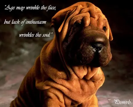 Age may wrinkle the face, but lack of enthusiasm wrinkles the soul