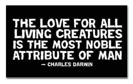 The love for all living creatures is the most noble attribute of man.