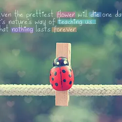 Even the prettiest flower will die one day. It's nature's way of teaching us that...