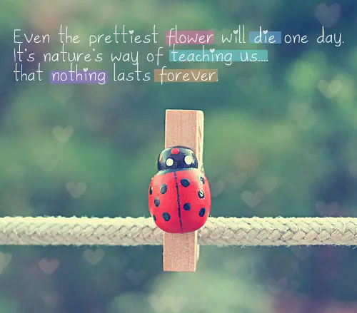 Even the prettiest flower will die one day. It's nature's way of teaching us that nothing lasts forever