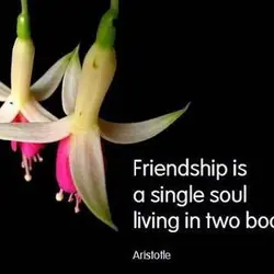 Friendship is a single soul living in two bodies