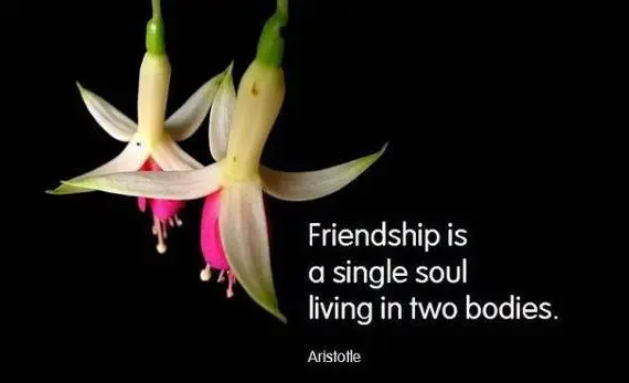 Friendship is a single soul living in two bodies