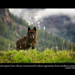 Great Spirits have always encountered violent opposition from mediocre minds