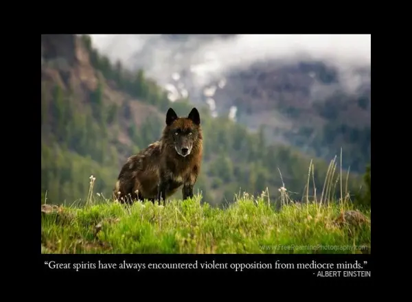 Great Spirits have always encountered violent opposition from mediocre minds