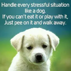 Handle every stressful situation like a dog. If you can't eat it or play with...