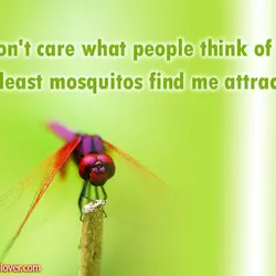 I don't care what people think of me. At least mosquitos find me attractive.