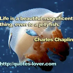 Life is a beautiful magnificent thing, even to a jellyfish.