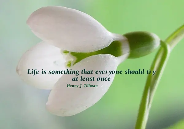 Life is something that everyone should try at least once