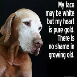 My face may be white but my heart is pure gold. There is no shame...
