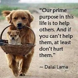 Our prime purpose in this life is to help others. And if you can't help,...