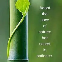 Adopt the pace of nature - her secret is patience.