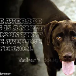 The average dog is a nicer person than the average person.