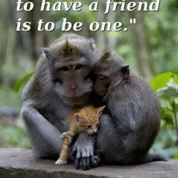 The only way to have a friend is to be one.