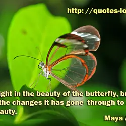 We delight in the beauty of the butterfly, but rarely admit the changes it has...