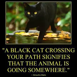 A black cat crossing your path signifies..