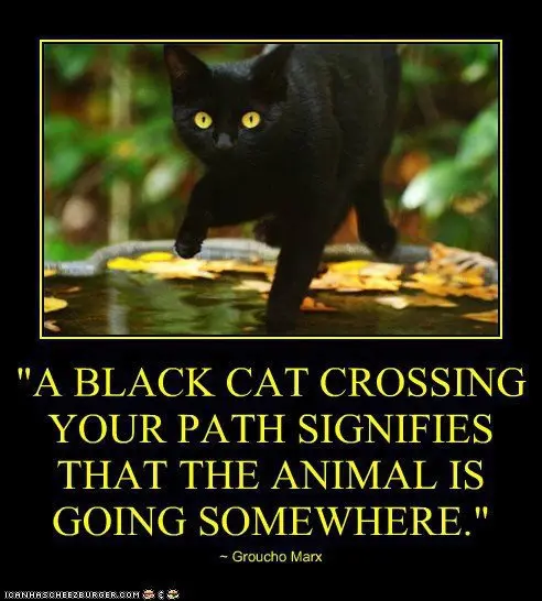A black cat crossing your path signifies..
