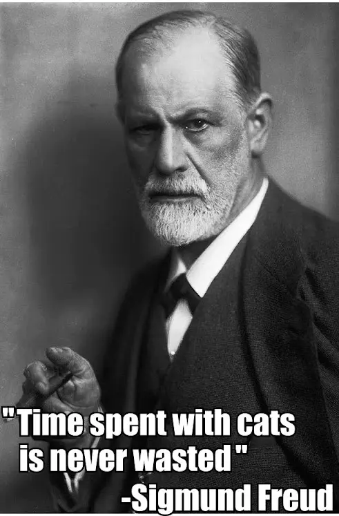 Time spent with cats is never wasted
