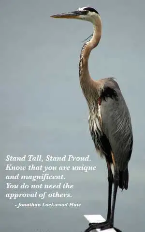 Stand Tall, Stand Proud know that you are unique and magnificent. You dont need the approval of others